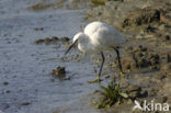 Kleine Zilverreiger (Egretta garzetta) 