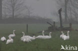 Bewick’s Swan (Cygnus bewickii)