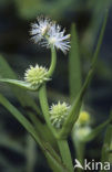 Kleinste egelskop (Sparganium natans) 