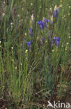 Klokjesgentiaan (Gentiana pneumonanthe) 