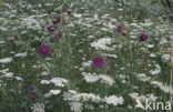 Knikkende distel (Carduus nutans)