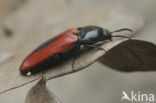 Kniptor (Ampedus sanguinolentus)