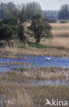 Knobbelzwaan (Cygnus olor)