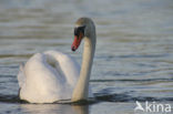 Knobbelzwaan (Cygnus olor)