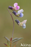 Knollathyrus (Lathyrus linifolius) 