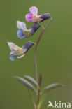 Knollathyrus (Lathyrus linifolius) 