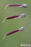 Knollathyrus (Lathyrus linifolius) 