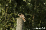 Common Cuckoo (Cuculus canorus)