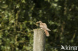 Common Cuckoo (Cuculus canorus)