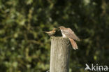 Common Cuckoo (Cuculus canorus)