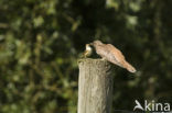 Koekoek (Cuculus canorus) 