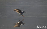 Black-headed Gull (Larus ridibundus)