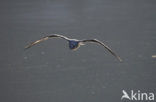 Black-headed Gull (Larus ridibundus)