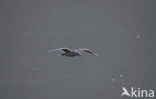 Black-headed Gull (Larus ridibundus)