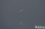 Black-headed Gull (Larus ridibundus)