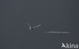 Black-headed Gull (Larus ridibundus)