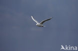 Black-headed Gull (Larus ridibundus)