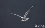 Black-headed Gull (Larus ridibundus)