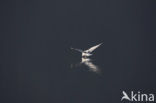 Black-headed Gull (Larus ridibundus)