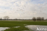 White-fronted goose (Anser albifrons)