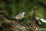 Koolmees (Parus major)