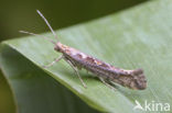 diamondback moth (Plutella xylostella)