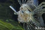 koraalduivel (Pterois mombasae)