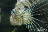 koraalduivel (Pterois mombasae)