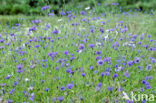 Korenbloem (Centaurea cyanus) 