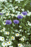 Cornflower (Centaurea cyanus)