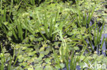 Watersoldier (Stratiotes aloides)