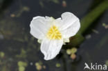 Krabbescheer (Stratiotes aloides) 