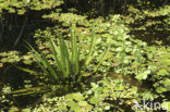 Watersoldier (Stratiotes aloides)