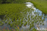 Krabbescheer (Stratiotes aloides) 