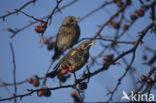 Fieldfare (Turdus pilaris)