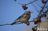 Fieldfare (Turdus pilaris)