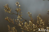 Juneberry (Amelanchier spec.)