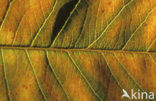 Krentenboompje (Amelanchier spec.)