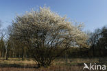 Krentenboompje (Amelanchier spec.)