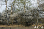 Krentenboompje (Amelanchier spec.)