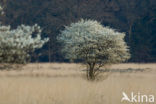 Krentenboompje (Amelanchier spec.)