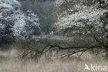 Krentenboompje (Amelanchier spec.)