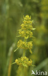Kruisbladwalstro (Cruciata laevipes) 