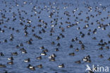 Tufted Duck (Aythya fuligula)