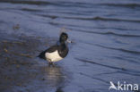 Tufted Duck (Aythya fuligula)