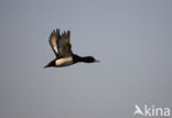 Tufted Duck (Aythya fuligula)