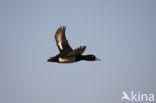 Tufted Duck (Aythya fuligula)