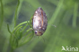 Laccophilus minutus