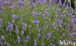 lavender (Lavandula spec.)