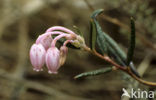 Bog-rosemary (Andromeda polifolia)